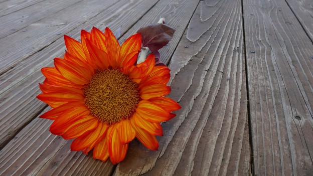 thanksgiving flower